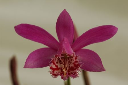 Pleione speciosa Volcanello